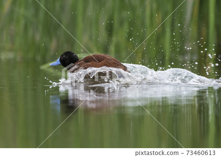 Fulvous whistling duck.Patagonia Argentina Fulvous whistling duck.Patagonia Argentina 73460613