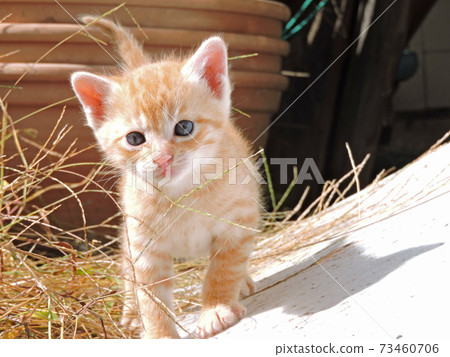 Kitten walk Kitten walk 73460706