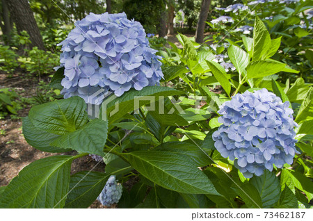 繡球花園裡有藍色的繡球花。 73462187