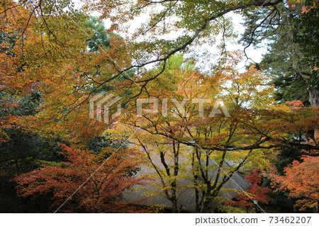 高原寺的紅葉[兵庫縣] 73462207