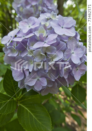 Purple hydrangea flowers are in bloom in the hydrangea garden. 73462571