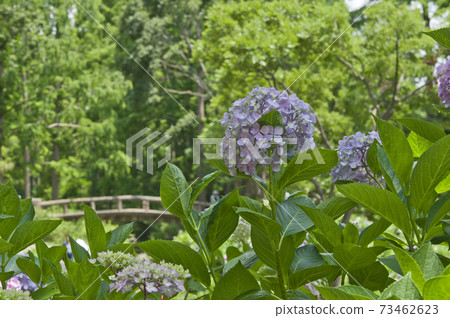 Purple hydrangea flowers are in bloom in the hydrangea garden. Purple hydrangea flowers are in bloom in the hydrangea garden. 73462623