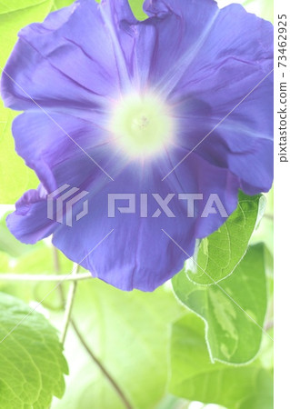 Blue morning glory large flower natural background 73462925