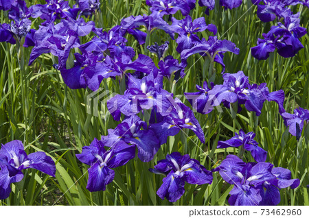 Purple iris flowers are in bloom in the iris garden. The name of this iris is Aizoshi. 73462960