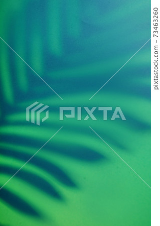 Beautiful monstera leaves shadow colored background in artificial light Beautiful monstera leaves shadow colored background in artificial light 73463260