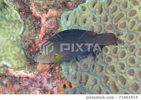 Juvenile parrotfish 73463454