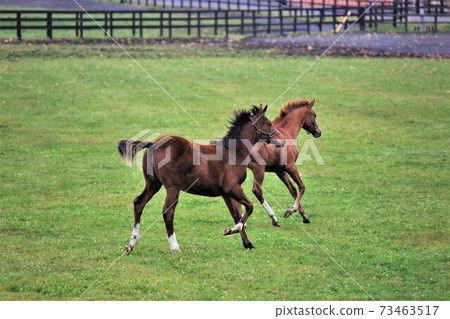 Thoroughbred 73463517
