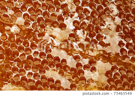 Newly pulled honey bee honeycomb beeswax on plastic foundation with pollen tracks. 73463549