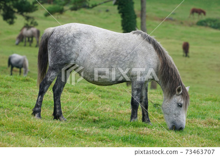 Jeju horse (Chong horse) Jeju horse (Chong horse) 73463707