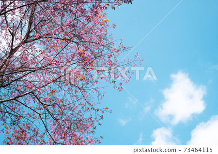 Pink flowers in the forest against a bright sky Pink flowers in the forest against a bright sky 73464115