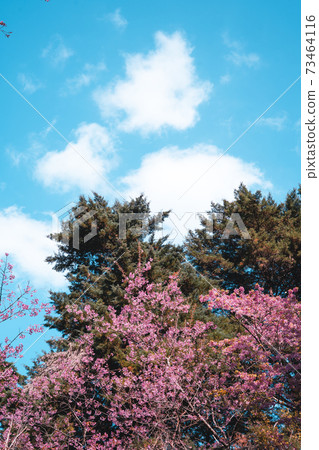 Pink flowers in the forest against a bright sky Pink flowers in the forest against a bright sky 73464116