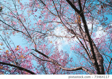 Pink flowers in the forest against a bright sky Pink flowers in the forest against a bright sky 73464117
