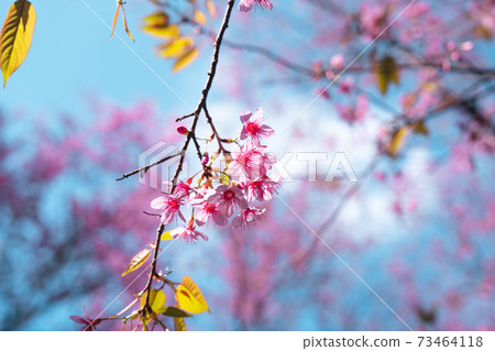 Pink flowers in the forest against a bright sky Pink flowers in the forest against a bright sky 73464118