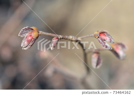 Hazel Fuscorubra 73464162