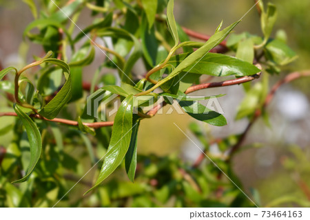 Dragons claw willow 73464163