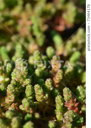 Goldmoss stonecrop Goldmoss stonecrop 73464176