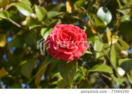 Camellia flower bud Camellia flower bud 73464200