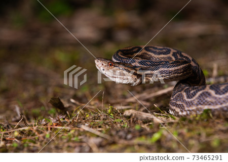 輪轂追逐獵物 輪轂追逐獵物 73465291