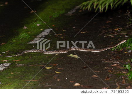 Huge hub lying on the road Huge hub lying on the road 73465295
