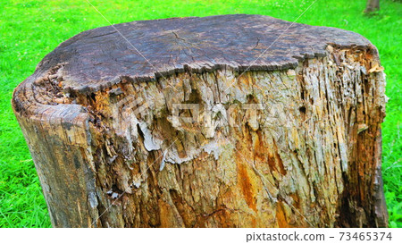 Landscape with rotten stumps 73465374