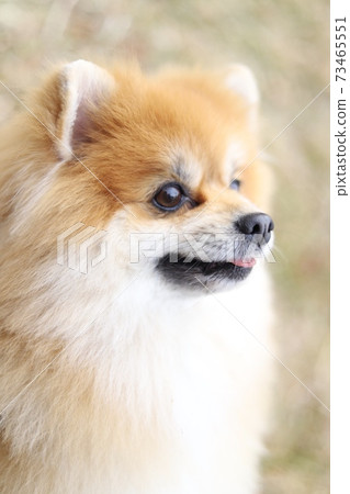 Fluffy Pomeranian 73465551