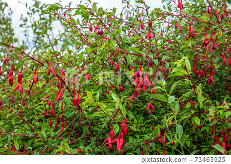 Wildflower Fuchsia growing in County Donegal - Ireland Wildflower Fuchsia growing in County Donegal - Ireland 73465925
