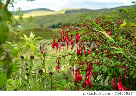 Wildflower Fuchsia growing in County Donegal - Ireland Wildflower Fuchsia growing in County Donegal - Ireland 73465927