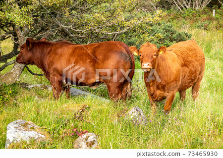 Brown cows sranding in a Donegal field - Ireland Brown cows sranding in a Donegal field - Ireland 73465930