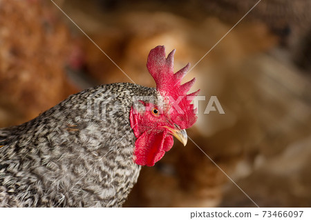 View of rooster. Rooster with red comb 73466097