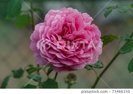 English rose in garden. English pink rose Princess Alexandra of Kent. English rose in garden. English pink rose Princess Alexandra of Kent. 73466150