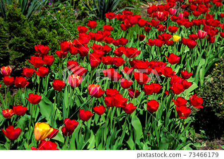 Flowerbed with blooming red tulips lit by sunlight. 73466179