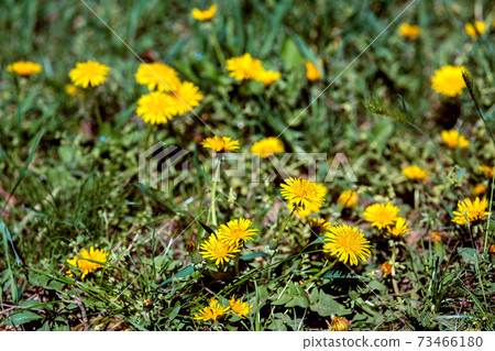 yellow dandelions among green grass on a sunny day with a small depth of field. yellow dandelions among green grass on a sunny day with a small depth of field. 73466180