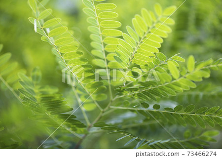 Green leaf pinnate compound leaf Green leaf pinnate compound leaf 73466274