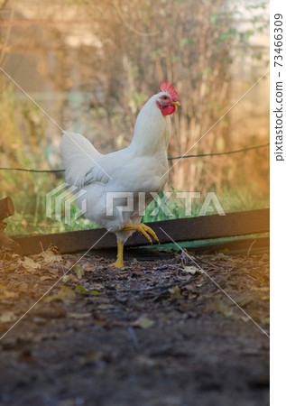 Autumn landscape with cock . Rooster on autumn landscape Autumn landscape with cock . Rooster on autumn landscape 73466309