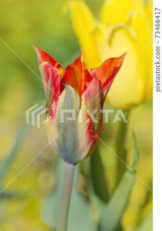 Beautiful tulip Green River 73466417