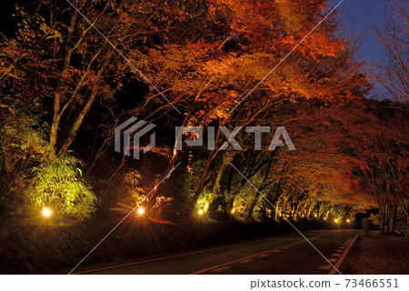 Illumination of autumn Yabakei and Hisashi Momiji 73466551