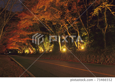 Illumination of autumn Yabakei and Hisashi Momiji 73466552