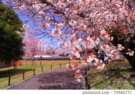 World heritage Daigoji Temple (Fushimi-ku, Kyoto) Weeping cherry blossoms blooming next to the Reihokan World heritage Daigoji Temple (Fushimi-ku, Kyoto) Weeping cherry blossoms blooming next to the Reihokan 73466771