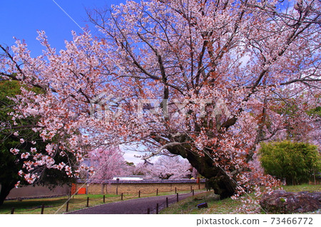World heritage Daigoji Temple (Fushimi-ku, Kyoto) Weeping cherry blossoms blooming next to the Reihokan World heritage Daigoji Temple (Fushimi-ku, Kyoto) Weeping cherry blossoms blooming next to the Reihokan 73466772