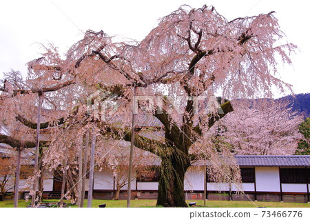 世界遺產大悟寺(京都府伏見區)大禮美櫻在靈寶館旁邊盛開 世界遺產大悟寺(京都府伏見區)大禮美櫻在靈寶館旁邊盛開 73466776