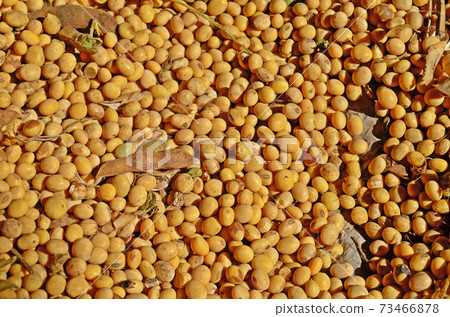 Soy bean after harvest 73466878
