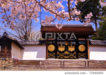 世界遺產大悟寺（京都府伏見區）櫻門盛開的櫻花 73466895