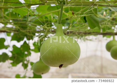 Closeup green bottle gourd or calabash gourd on branch 73466922