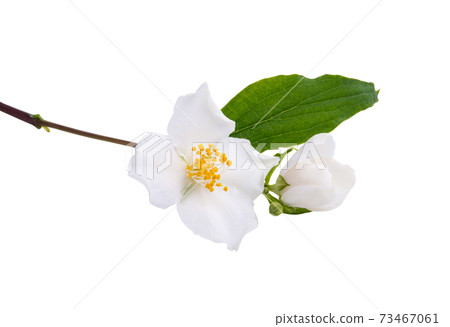jasmine flower isolated jasmine flower isolated 73467061