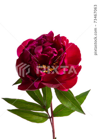 peony flower isolated peony flower isolated 73467063