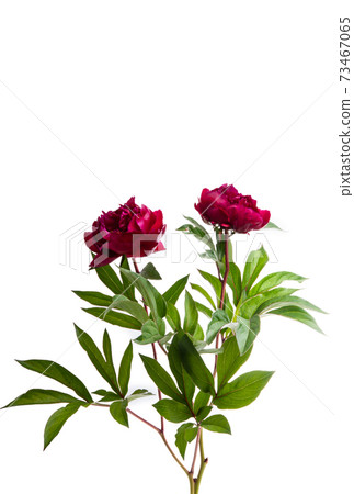 peony flower isolated peony flower isolated 73467065
