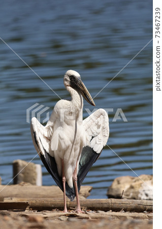The white bird is standing near the river 73467239