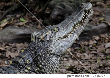 Close up crocodile is action show head in garden 73467242