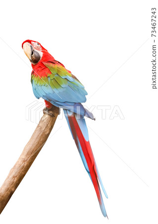 The red macaw parrot bird on white background have path The red macaw parrot bird on white background have path 73467243