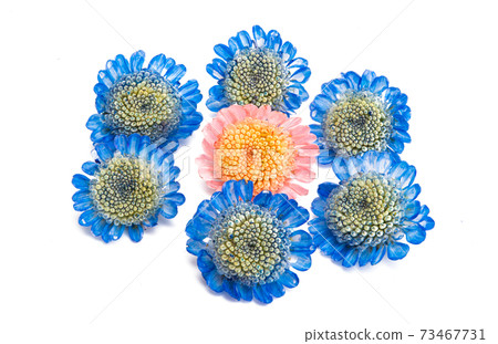 chrysanthemum flowers isolated 73467731